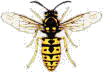 wespe