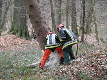 th wald 2004 faellen