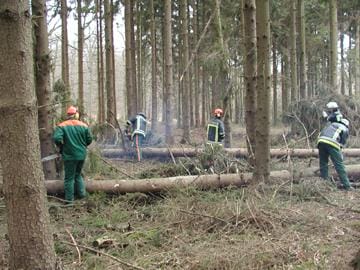 th wald 2004 gefaellt