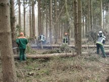 th wald 2004 gefaellt