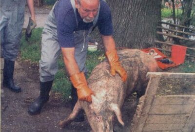 Schwein gehabt! Sau plumpst in Jauchegrube