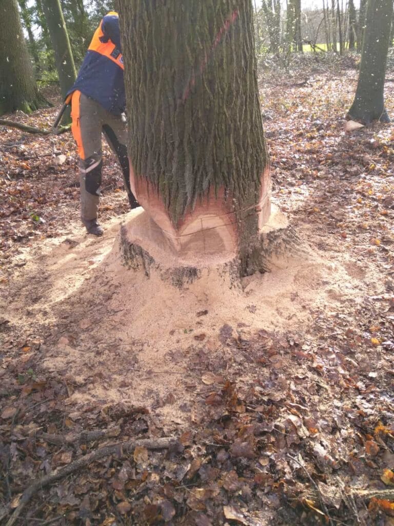 2023 03 08 th wald b 04